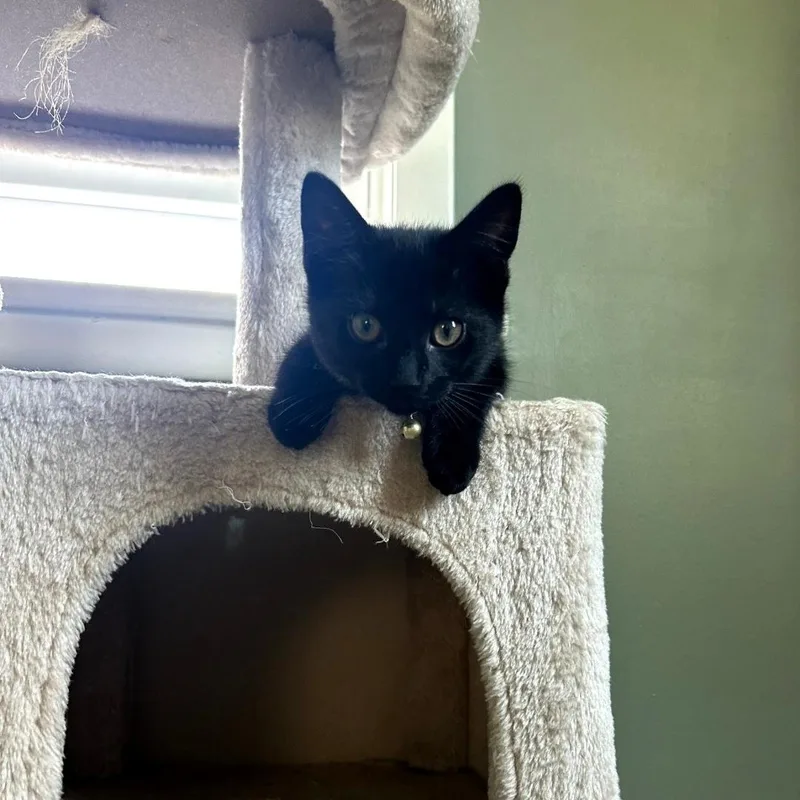 A baby small-sized female Black Domestic Short Hair cat named Auger for adoption in Maple Shade, NJ