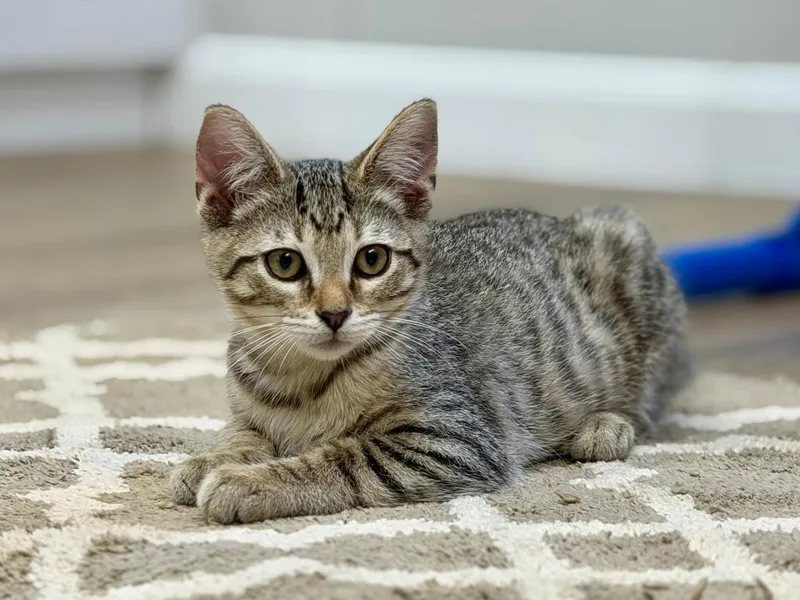 A baby medium-sized male Tabby (Brown / Chocolate) Domestic Short Hair cat named Marko for adoption in Grove City, OH