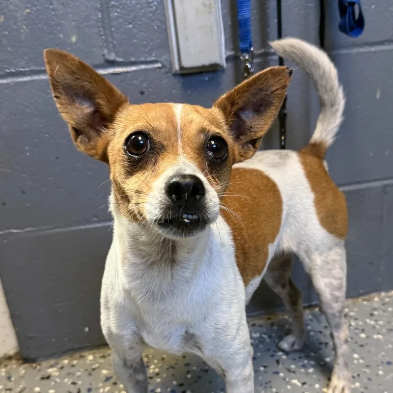 An adult small-sized female White / Cream Chihuahua dog named Stella for adoption in Tuscaloosa, AL