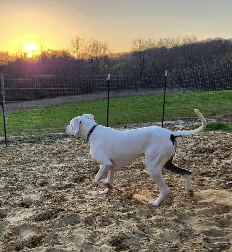 An adult large-sized male White / Cream Great Dane dog named Maxwell for adoption in Eagan, MN