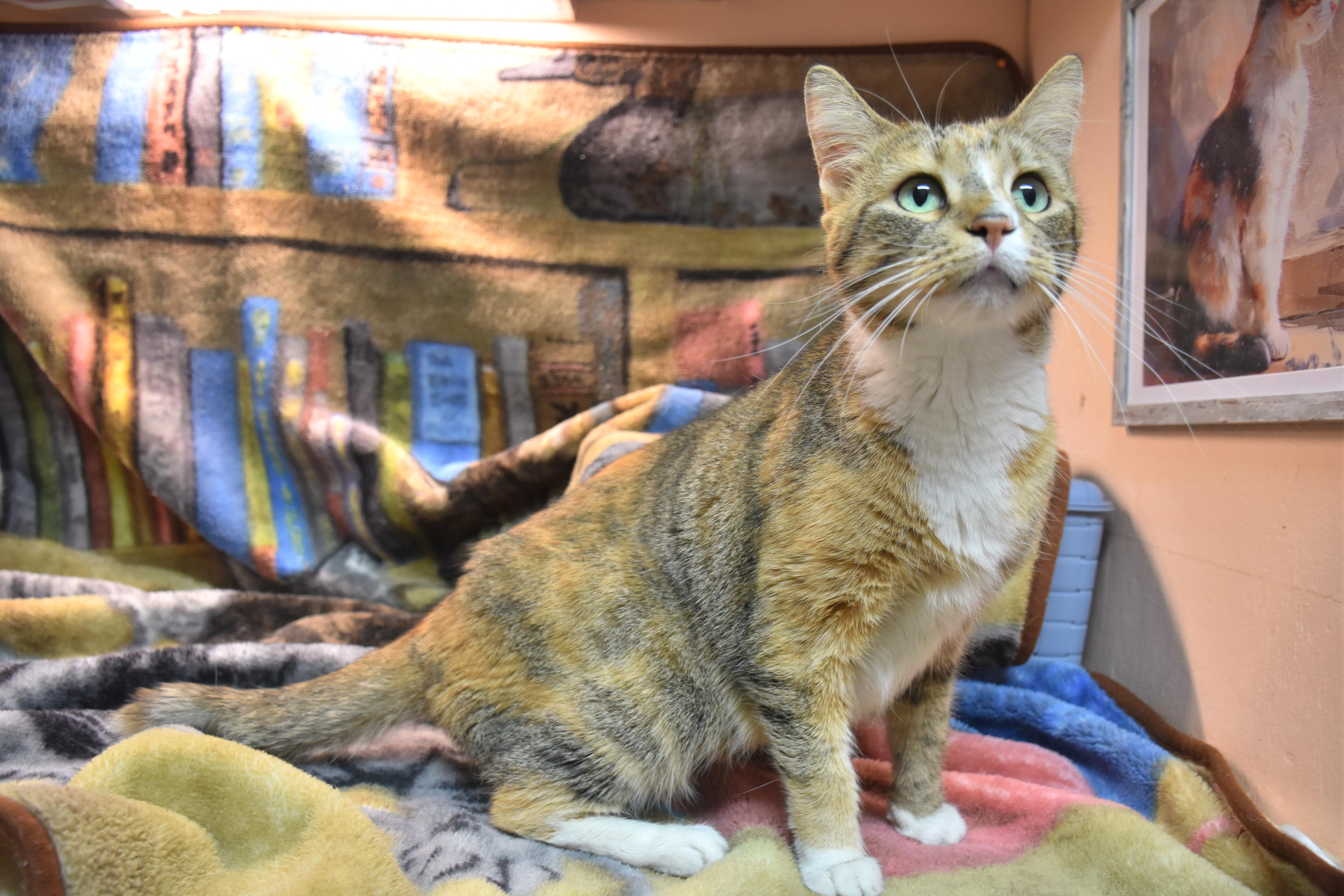 An adult small-sized female Calico Domestic Short Hair cat named Queen for adoption in North Judson, IN