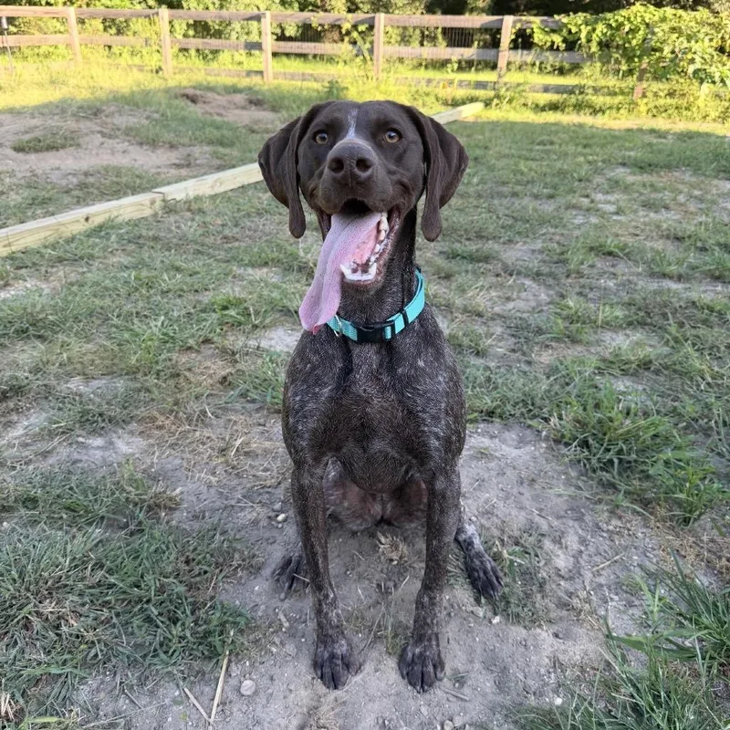 An adult medium-sized female German Shorthaired Pointer dog named Lexi for adoption in Medford, NJ
