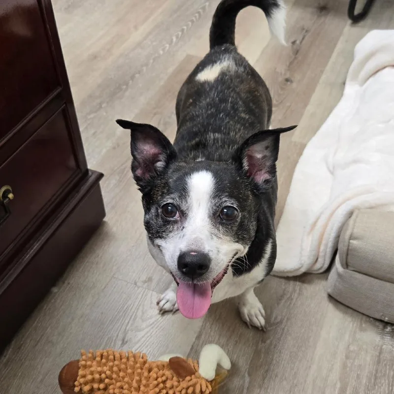 A senior small-sized female Jack Russell Terrier dog named Mia for adoption in Georgetown, KY