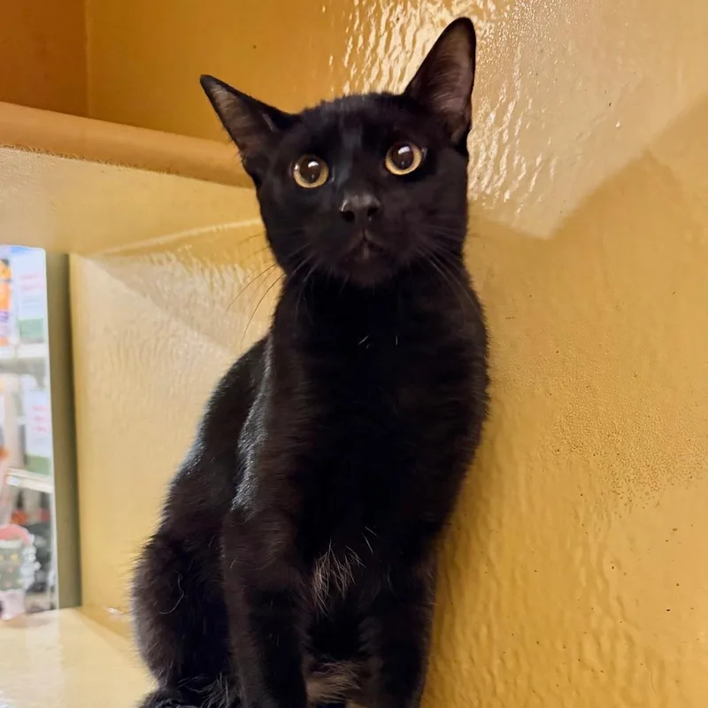 A young small-sized male Domestic Short Hair cat named Batman for adoption in San Juan, PR