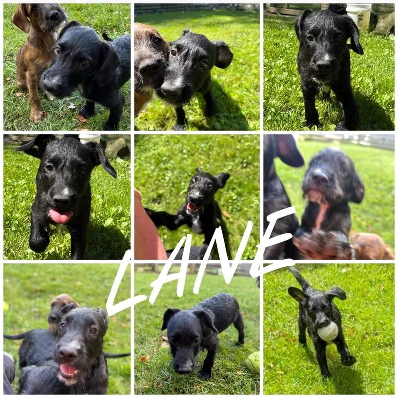 Lane Graduate Of Pawsinprison