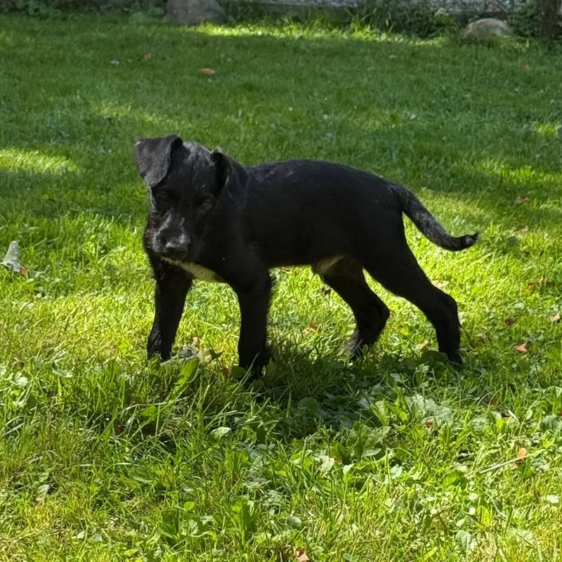 Lane Graduate Of Pawsinprison thumbnail 2