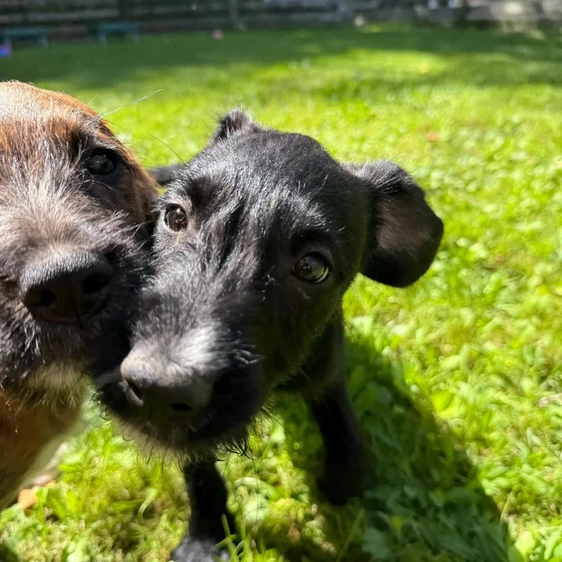 Lane Graduate Of Pawsinprison thumbnail 3