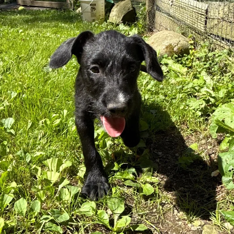 Lane Graduate Of Pawsinprison thumbnail 4