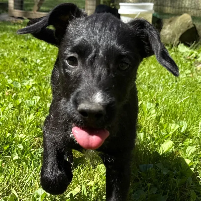 Lane Graduate Of Pawsinprison thumbnail 6