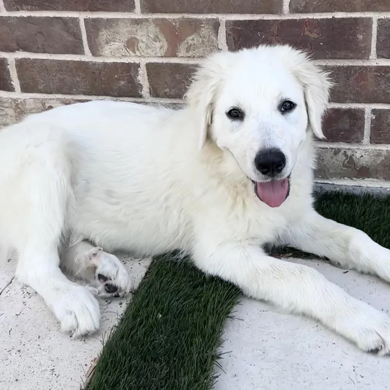 Sadie
