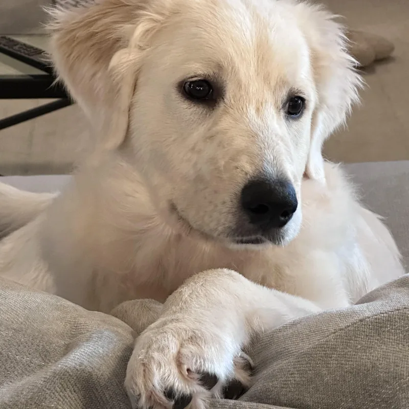 Sadie thumbnail 2