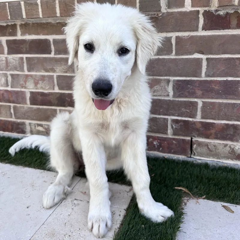 Sadie thumbnail 4