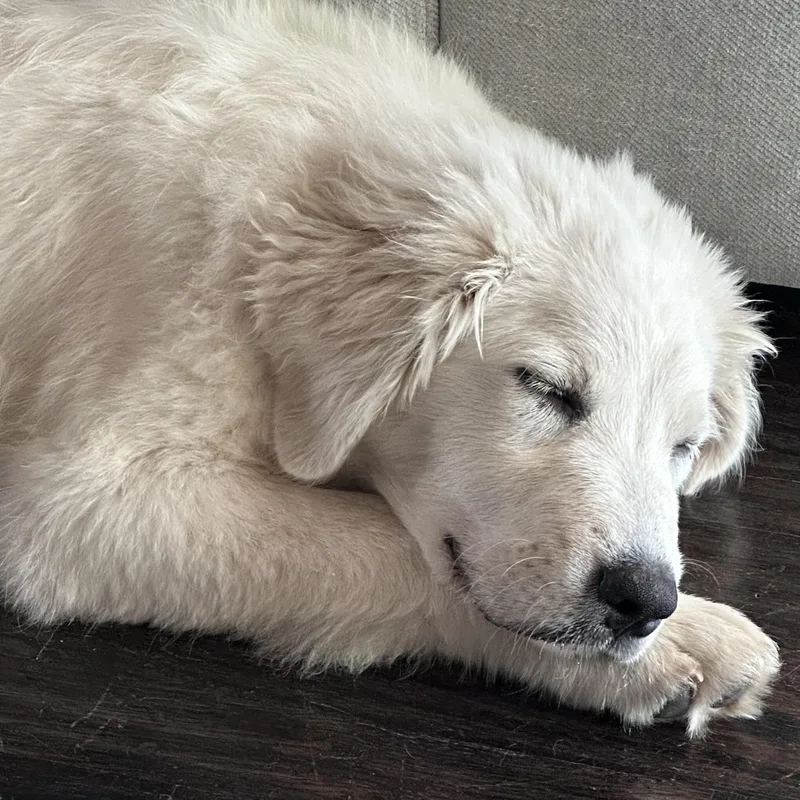 Sadie thumbnail 6