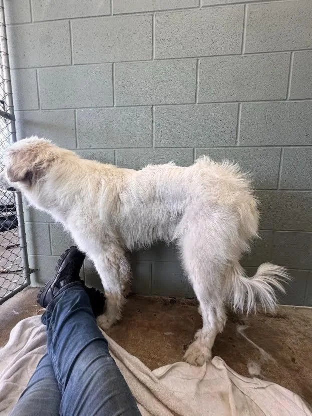 A young large-sized female Great Pyrenees dog named Nikkori for adoption in East Ridge, TN
