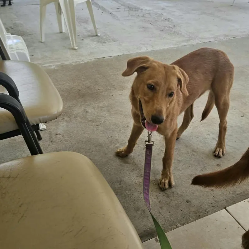 A baby medium-sized male Golden Retriever dog named Carmelo for adoption in Rincon, PR