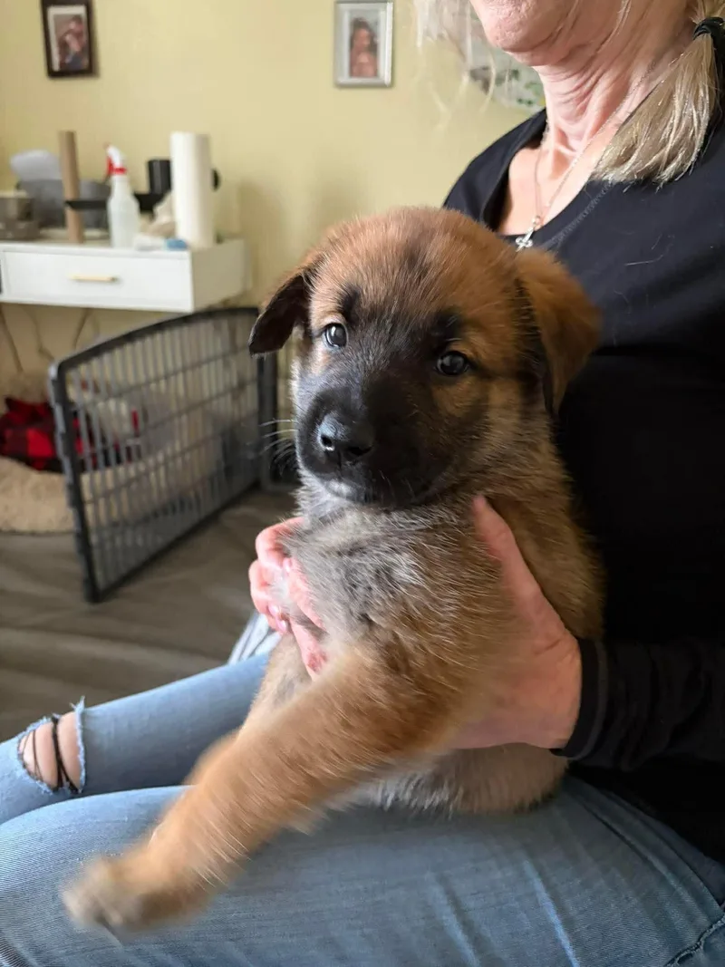 Elevenel thumbnail 2