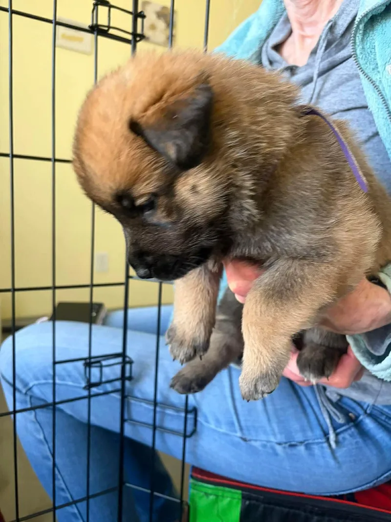 Elevenel thumbnail 3