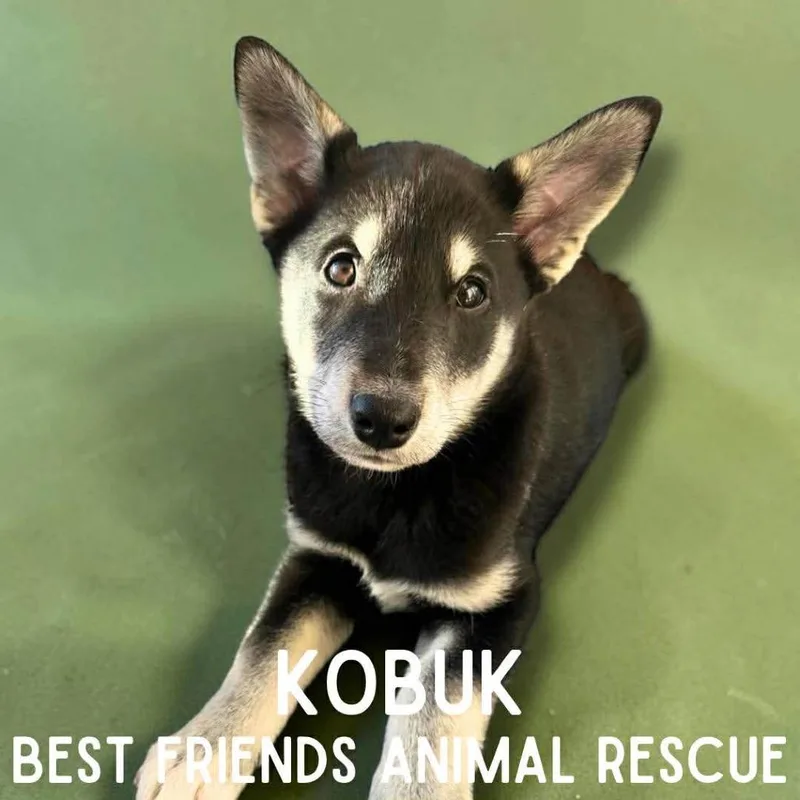 Kobuk