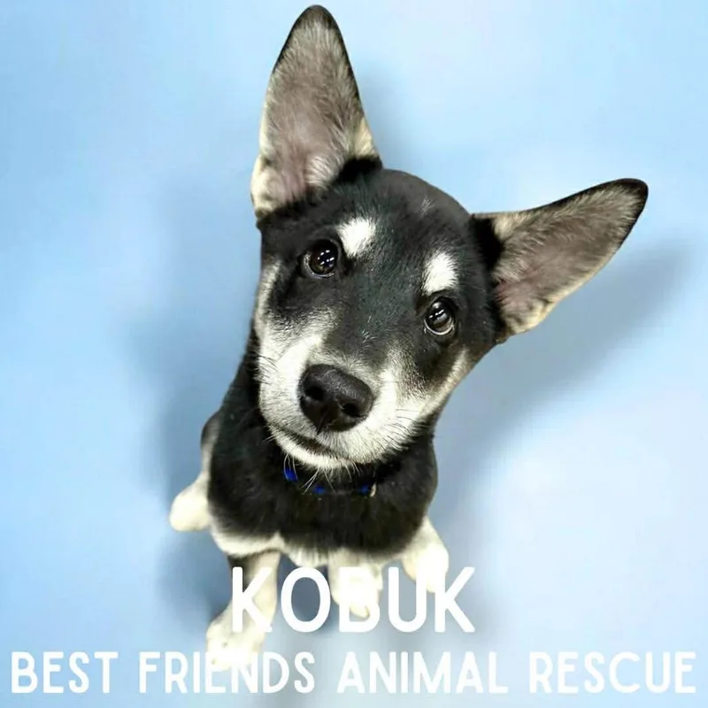 Kobuk thumbnail 2
