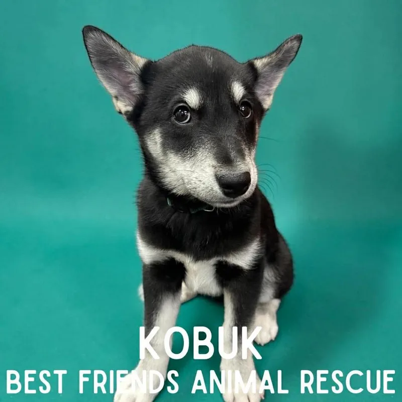 Kobuk thumbnail 3