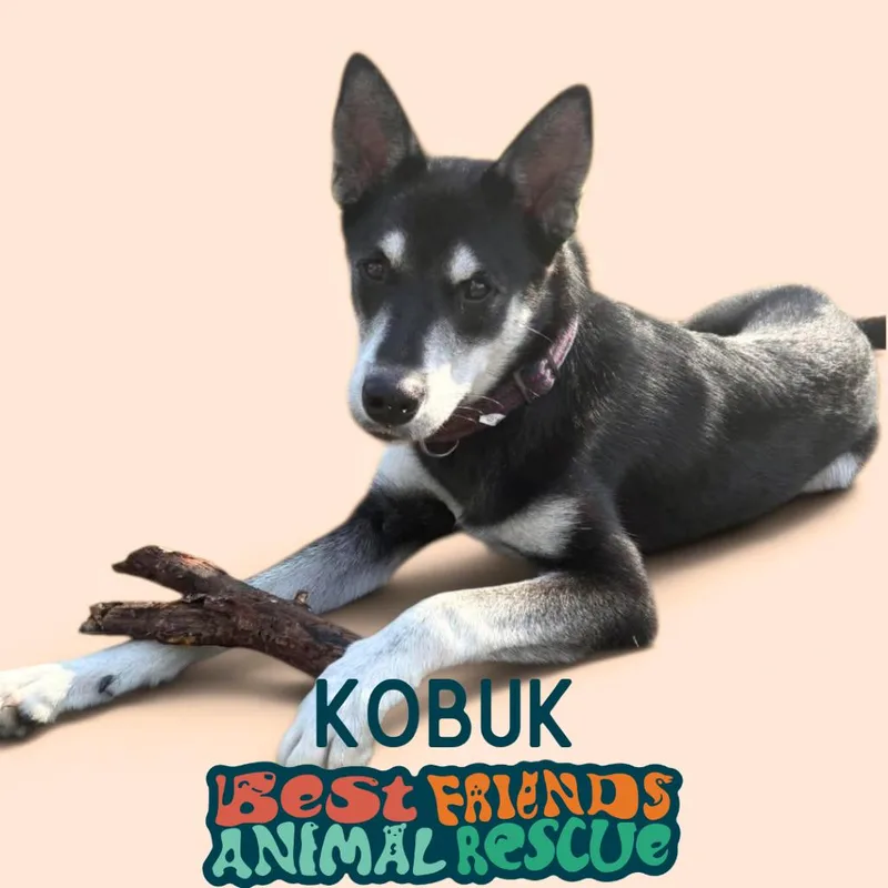 Kobuk thumbnail 4