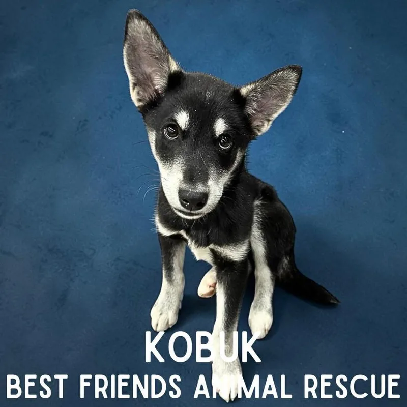 Kobuk thumbnail 5