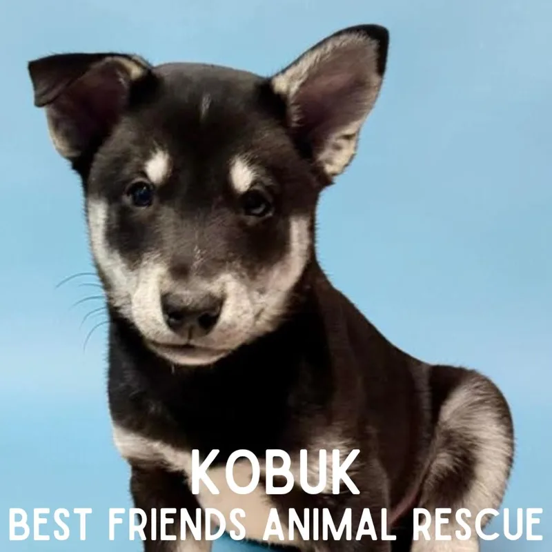 Kobuk thumbnail 6