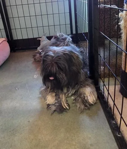 An adult small-sized female Shih Tzu dog named Toph for adoption in Edgewood, NM