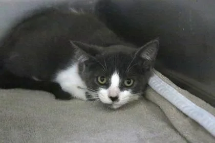A baby small-sized female Domestic Short Hair cat named Lavern for adoption in Brunswick, GA