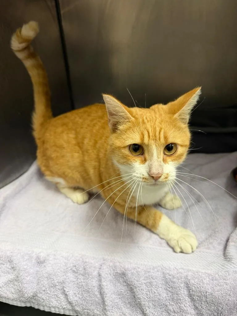A young medium-sized male Domestic Short Hair cat named Hot Fries for adoption in Little Rock, AR