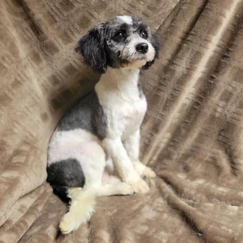 An adult small-sized male White / Cream Bichon Frise dog named Scout for adoption in Kittanning, PA