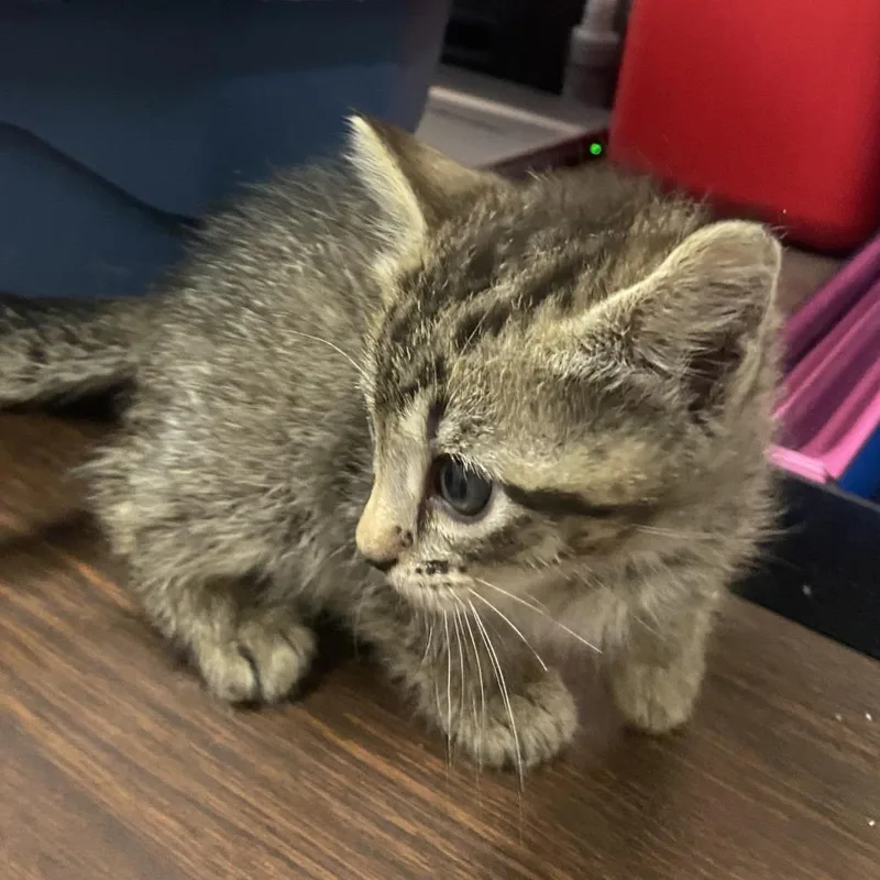 A baby small-sized female Brown / Chocolate Domestic Short Hair cat named Itty for adoption in Ardmore, OK