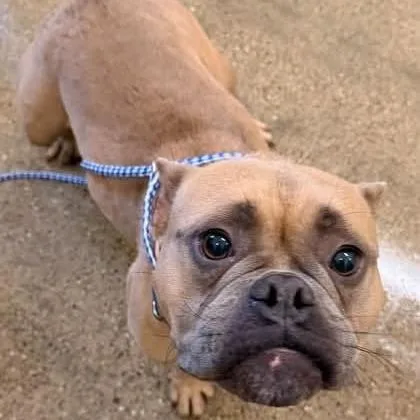 An adult medium-sized female Yellow / Tan / Blond / Fawn French Bulldog dog named Red for adoption in Novelty, OH