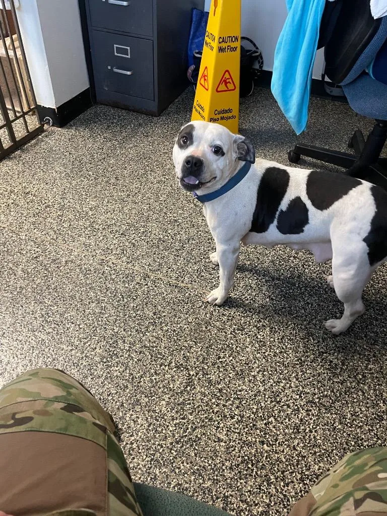 A young large-sized female Mixed Breed dog named Gretel for adoption in Columbia, TN