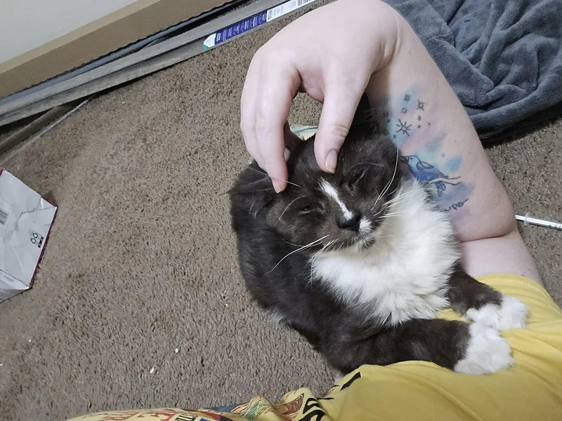 Murphy Felv+ thumbnail 2