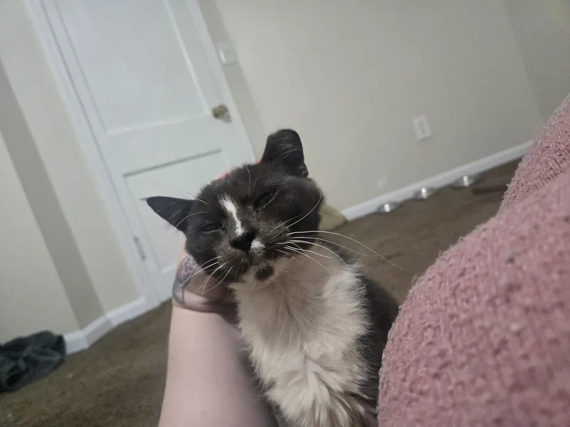 Murphy Felv+ thumbnail 3