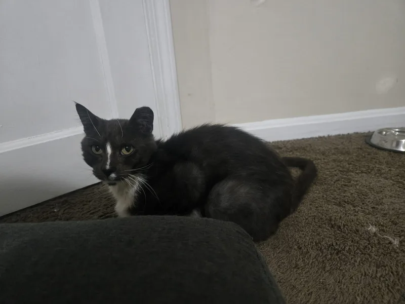 Murphy Felv+ thumbnail 4