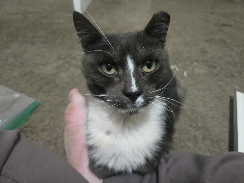 Murphy Felv+ thumbnail 5