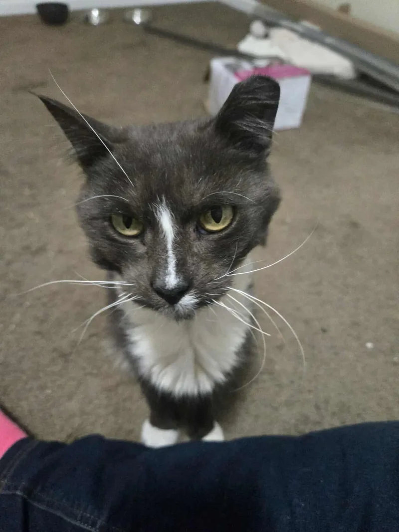 Murphy Felv+ thumbnail 6