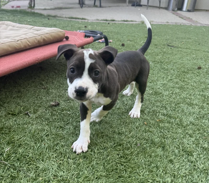 A baby medium-sized male Pit Bull Terrier dog named Bruiser for adoption in Lincoln, CA