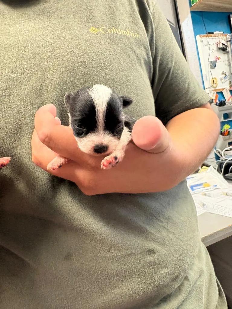 A baby small-sized female Chihuahua dog named Missile for adoption in Reno, NV