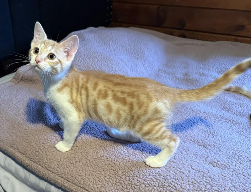 Starburst thumbnail 2