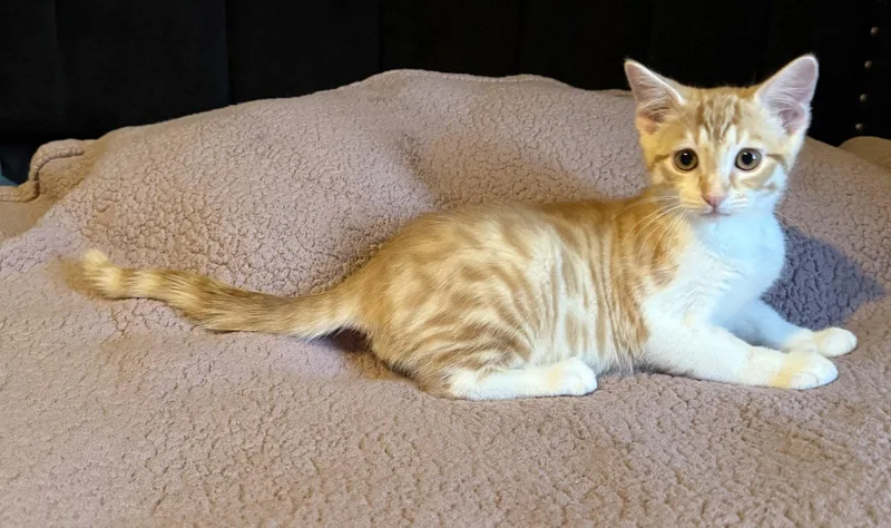 Starburst thumbnail 3