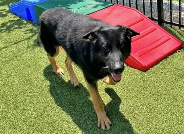 An adult large-sized male German Shepherd Dog dog named Cosmo for adoption in Saint Louis, MO