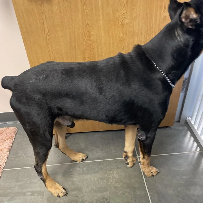 A senior large-sized male Black Mixed Breed dog named Dobby for adoption in Dickinson, TX