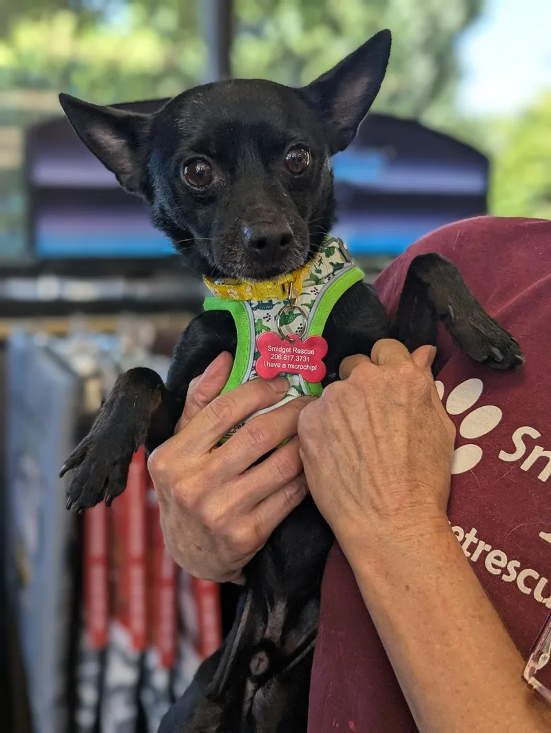 An adult small-sized male Black Chihuahua dog named Harley for adoption in Covington, WA