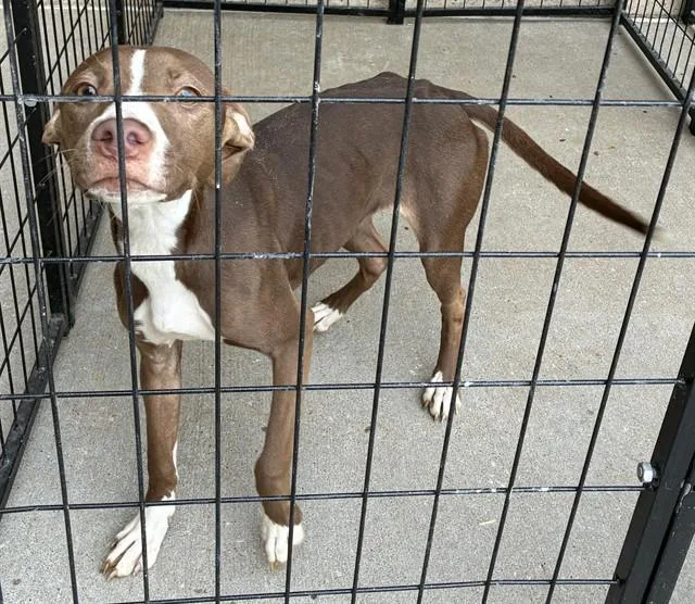 A young medium-sized female Terrier dog named Jane for adoption in Olivette, MO