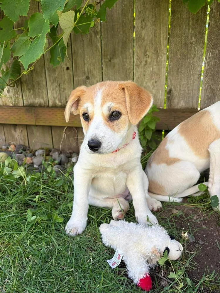 A baby large-sized female Labrador Retriever dog named Cruise for adoption in Vancouver, WA