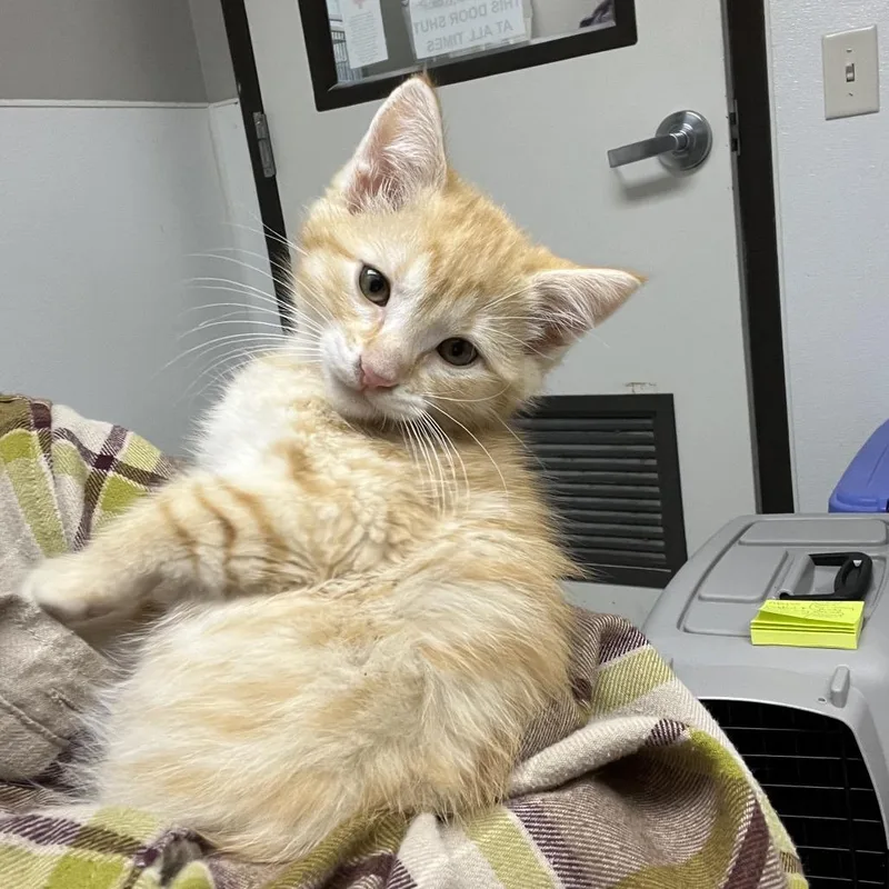 A baby small-sized male Orange / Red Domestic Medium Hair cat named Copilot for adoption in Detroit Lakes, MN