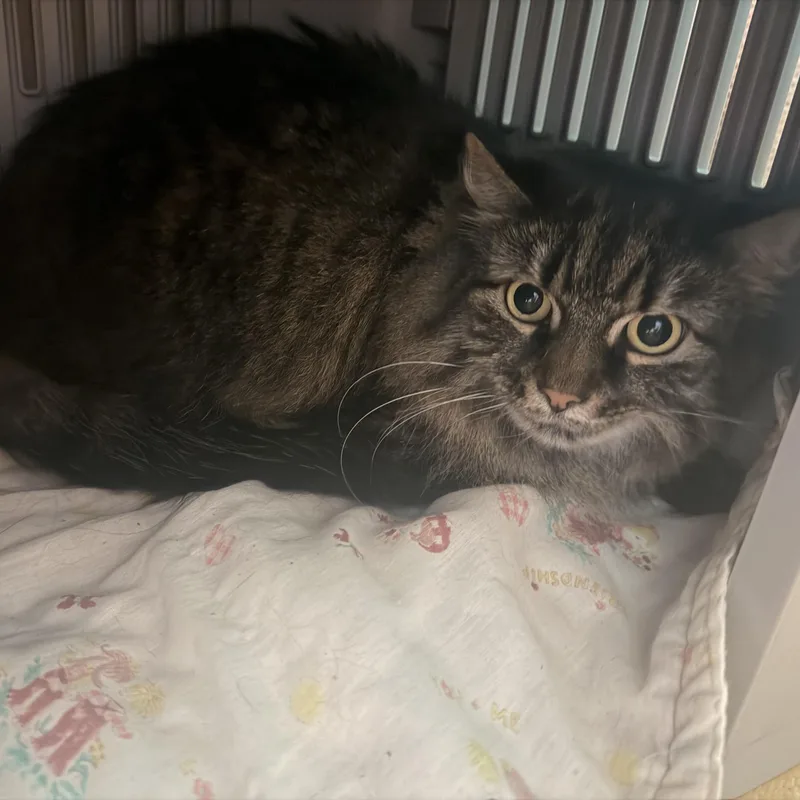 An adult large-sized female Tabby (Brown / Chocolate) Domestic Long Hair cat named Milkshake for adoption in Hudson, NY